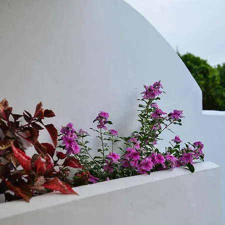 Los Naranjos Vejer de la Frontera